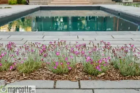 Complete landscaping around a pool